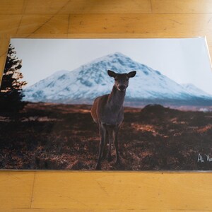 Deer in Glen Coe - Scotland A3 Print