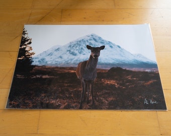 Deer in Glen Coe - Scotland A3 Print