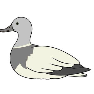 May include: A cartoon illustration of a grey and white duck with a long, thin beak. The duck is facing left and has a light grey head and neck, a dark grey body, and a white underside.