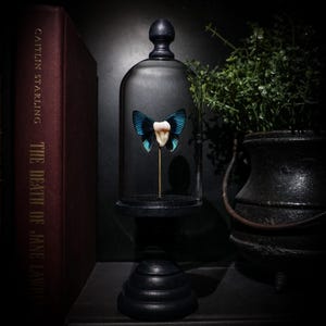 May include: A decorative display featuring a butterfly with blue and black wings and a tooth, encased in a glass cloche. The cloche sits on a black pedestal. A book and a small potted plant are in the background. The text "BORN TO BE POSTHUMAN" is at the bottom.
