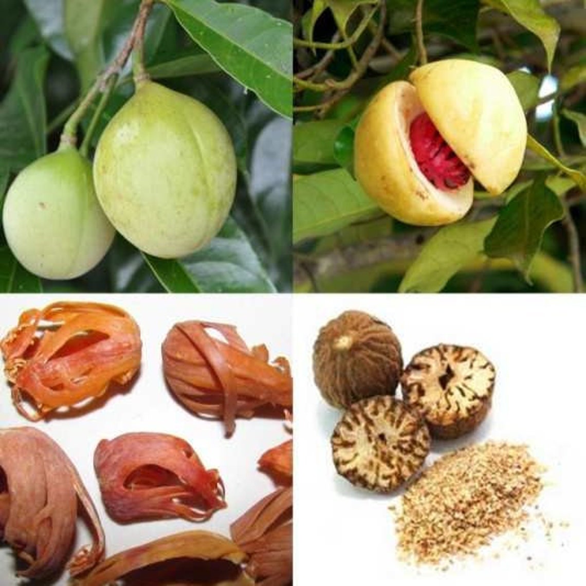 Ceylon Nutmeg Seeds High Quality Natural 100 Organic Product Etsy