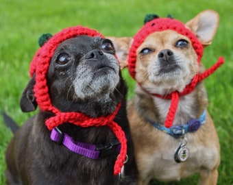 May include: Two dogs wearing red crocheted strawberry hats. The dog on the left is black with a purple collar. The dog on the right is brown and white with a blue and white collar.