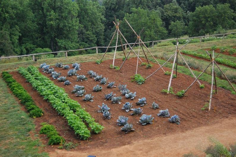 East Texas Yearly Vegetable Planting Guide Etsy east-texas-yearly-vegetable-planting-guide-etsy