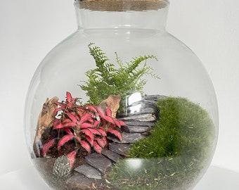 DIY Fish Bowl Tropical Terrarium Kit | With Moss / Fittonia / Aparagus Fern / Moon Valley  | Closed Terrarium | Handmade Glass Jar with Cork