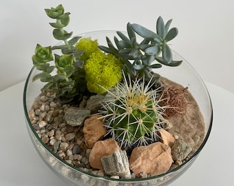 DIY Slated Bowl | Terrarium Kit | Complete Starter Kit | With Succulent / Cactus | Open Terrarium | Handmade Glass Jar without Cork lid