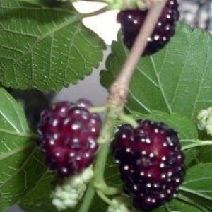 2 Red Mulberry bareroot seedlings 2’