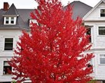 Sun Valley Red Maple quart pot