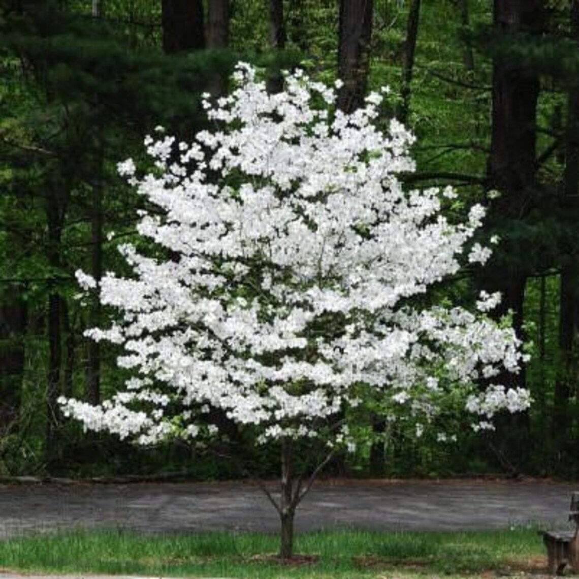 White Flowering Dogwood 2.5 Pot Etsy