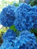 Nikko Blue Hydrangea 2.5” pot 