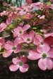 Pink Flowering Dogwood 2.5” pot 