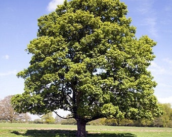 American Sycamore quart pot