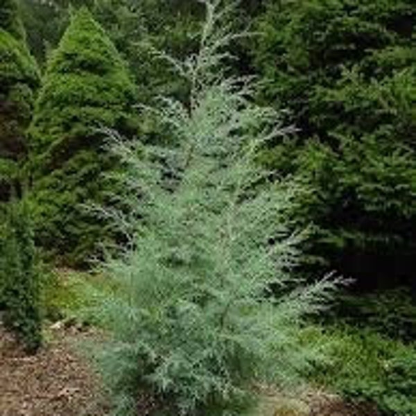 Carolina cypress quart pot