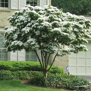 Kousa Flowering Dogwood quart pot