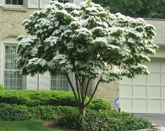 Kousa Flowering Dogwood quart pot