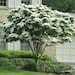 see more listings in the Flowering Shrubs/Trees section