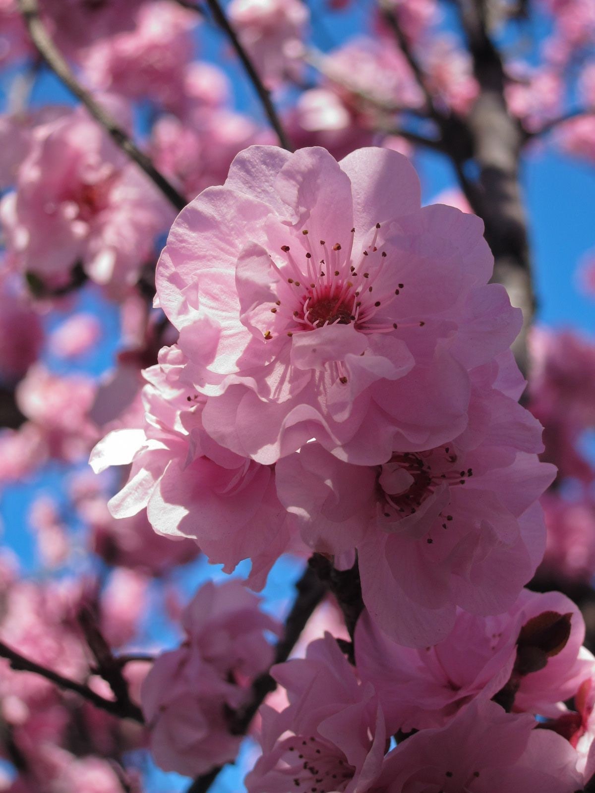 Kwanzan Cherry quart pot