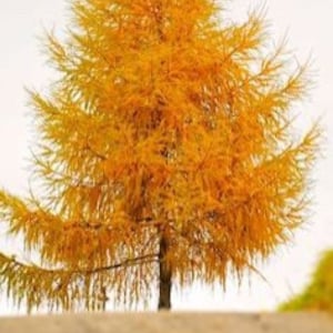 5 Bald Cypress bareroot seedling 1-2'