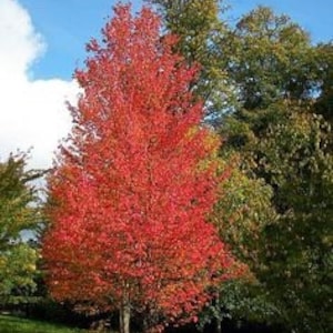 5 Native Red Maple bareroot seedlings 1’-2’