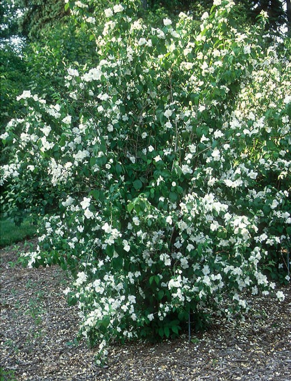 Minnesota Snowflake' Mock Orange - Wyoming Plant Company