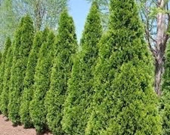 Emerald Green Arborvitae 2.5 inch pot