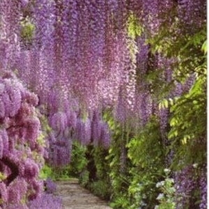 2 Blue Flowering Wisteria bareroot seedlings 6-18”