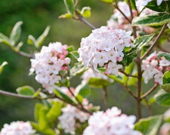 Carlesii “FRAGRANT” Viburnum 2.5” pot