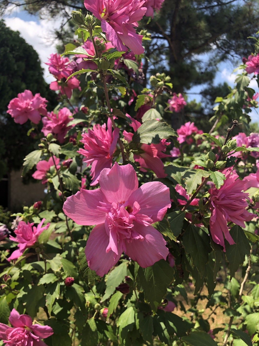 Red Rose of Sharon Althea Quart Pot Etsy