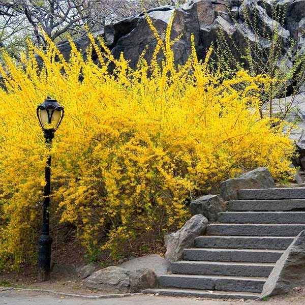 2 Lynwood Gold Forsythia 1-2’ bare root rooted cuttings