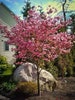 Pink Flowering Dogwood quart pot 