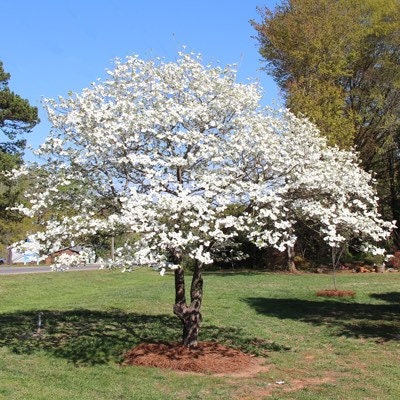 White Dogwood 4" Pot (cornus-florida