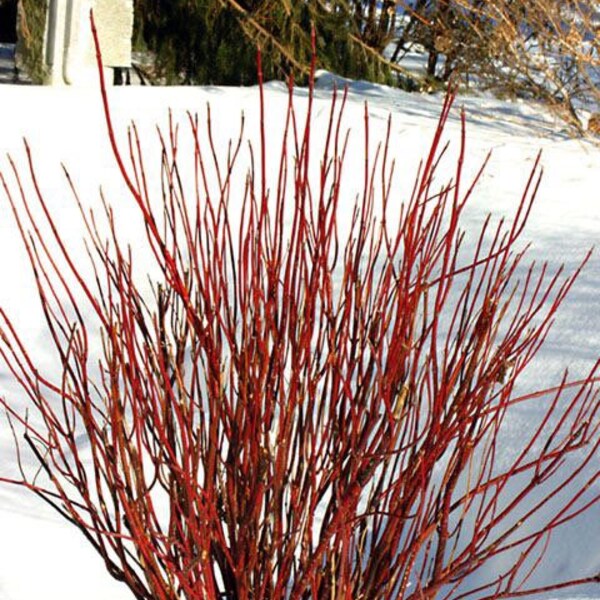 Red Twig Dogwood quart pot