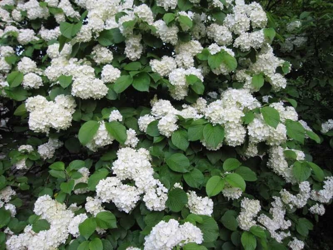 Japanese Snowball Viburnum Quart Pot Etsy