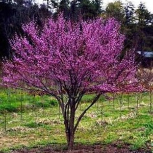 5 Eastern Red Bud 6-18” bareroot seedling