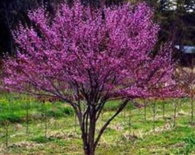 Live Eastern Redbud Tree - Cercis Canadensis - 24-36 Tall Potted In Deep 5 Band Pot