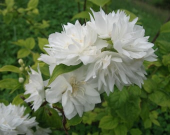 2 Mock Orange Minnesota Snowflake bareroot rooted cutting