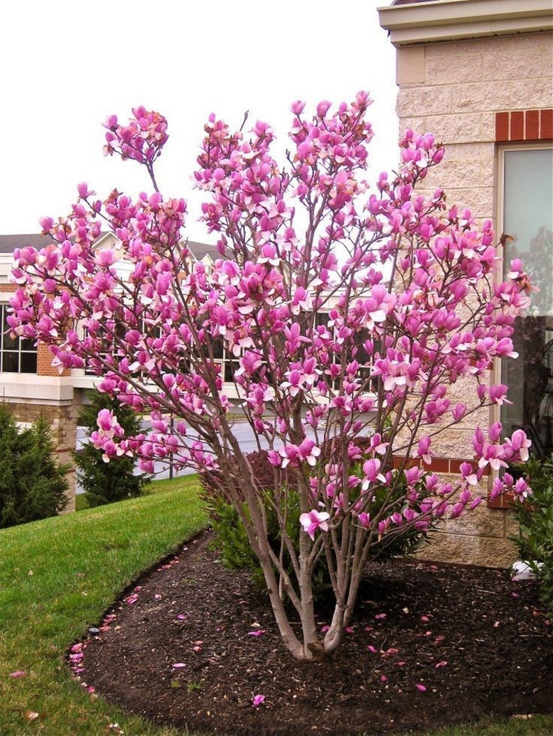 2 Saucer Magnolia rooted cutting bare root Etsy