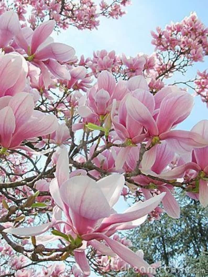 2 Saucer Magnolia rooted cutting bare root Etsy