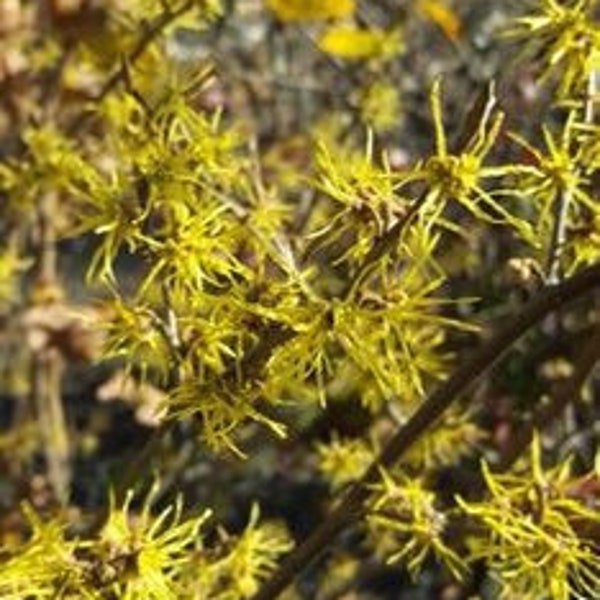 2 Witch Hazel bare root seedling 1-2’