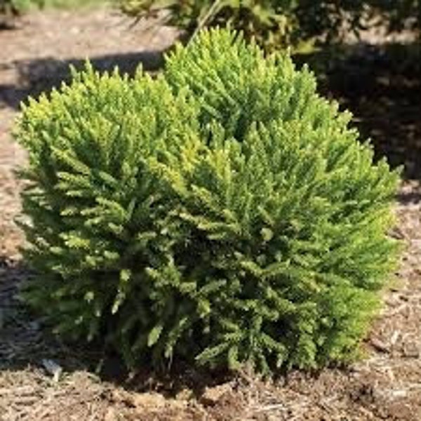 Cryptomeria quart pot