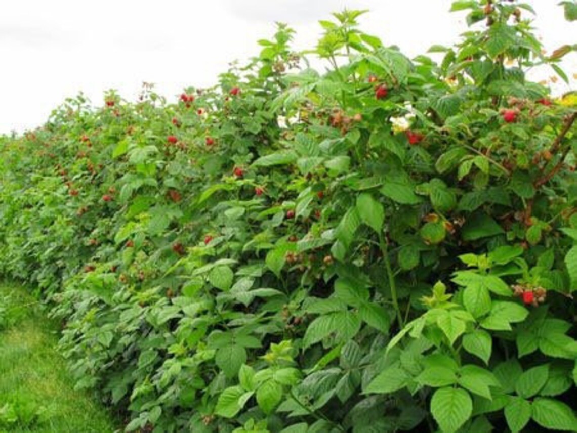 2 Wild Red Raspberry Bush bareroot seedling Etsy
