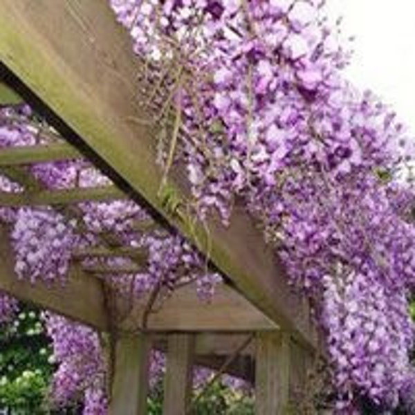 Blue Flowering Wisteria 2.5” pot 12”-18”