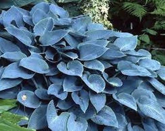 Halcyon Hosta quart pot