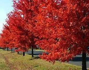 Autumn Blaze Maple quart pot