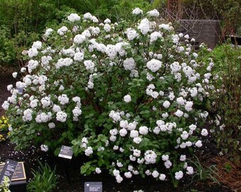 Carlesii “FRAGRANT” Viburnum quart pot