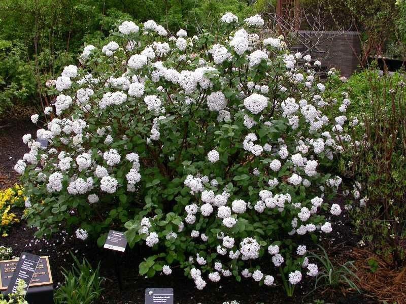 Carlesii FRAGRANT Viburnum Quart Pot Etsy