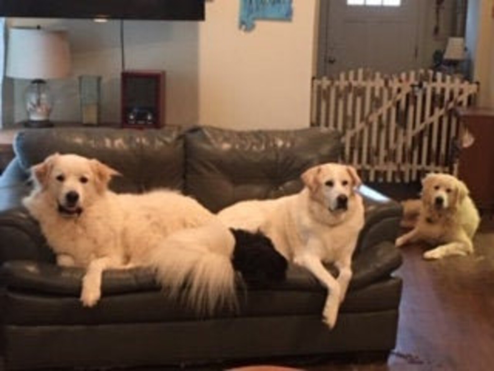 Photo de Great Pyr Dogs relaxant Etsy France