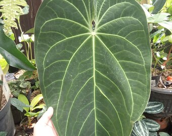 Anthurium Regale The Large Leaf Aroid Gardening Brain