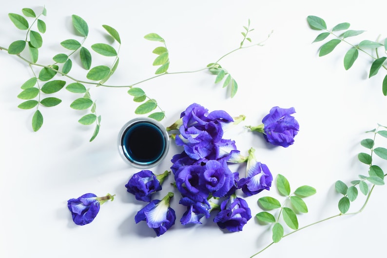 May include: A glass of blue butterfly pea flower tea with fresh blue butterfly pea flowers and green leaves on a white background.