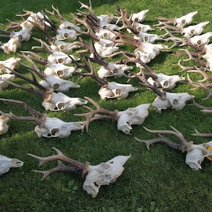 8 x deer skulls