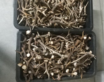 May include: Two black plastic containers filled with a large quantity of brown deer antlers. The antlers are various sizes and shapes.